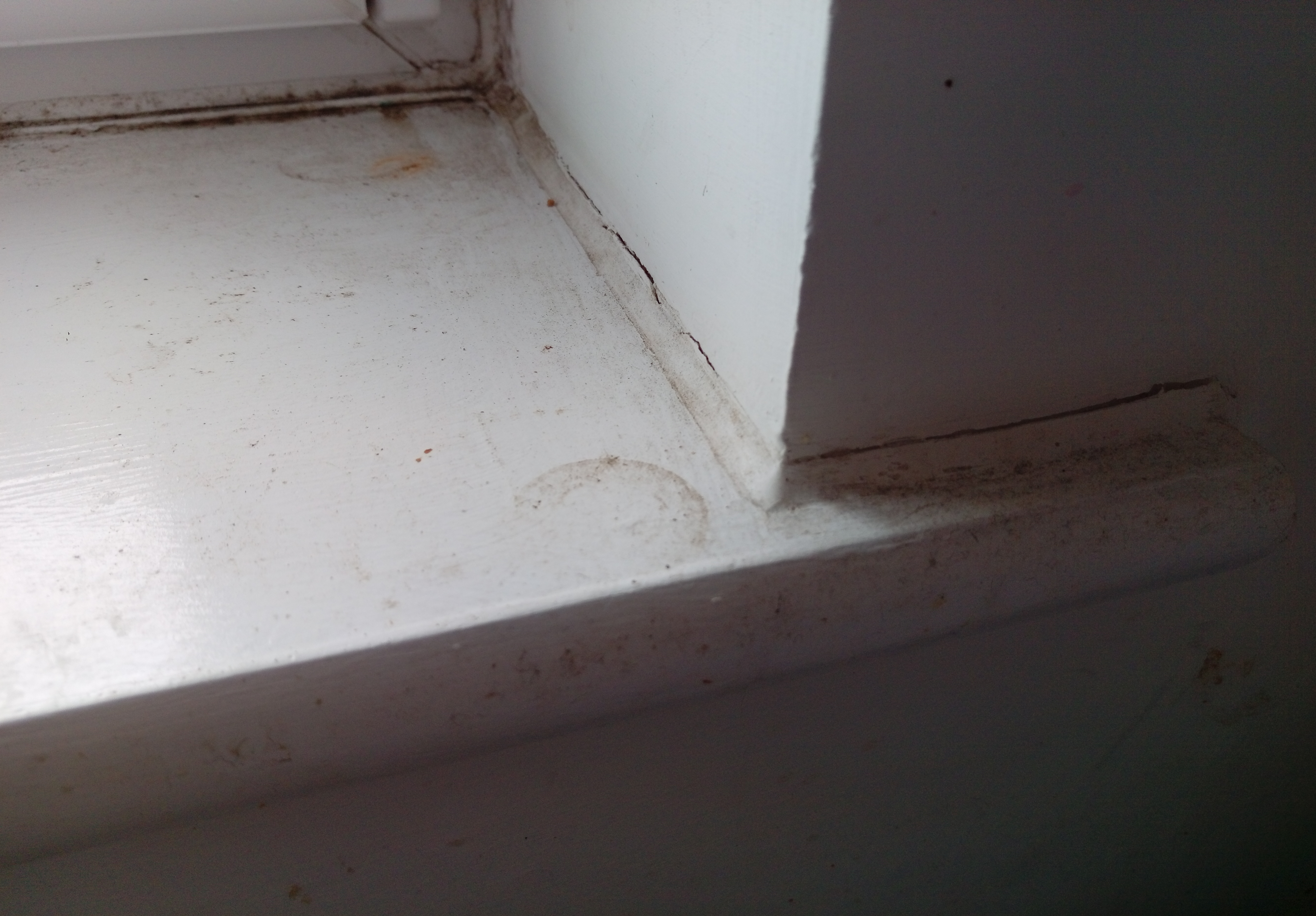 Dealing with mould